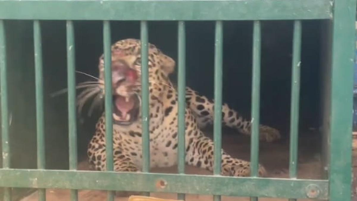 Leopard that mauled girl to death on Tirumala footpath captured The Hindu